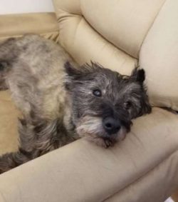 I freelance as Mom’s emotional support dog.❤? I am an incredibly empathetic guy. Any time  ...