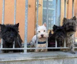 I’m thinking this should be the cover of my new album. We are Hugo and the Cairn Mafia. I’m lead ...