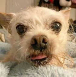 I’m sticking out my tongue today because I had to go to the vet for some tests! Now I’ve got som ...