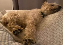 Just watched the PM’s address to the nation. I was due at the groomers tomorrow .. ?