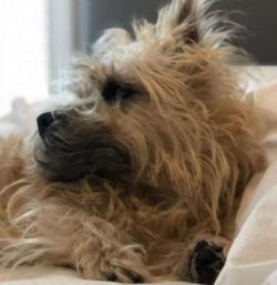 When you’re trying to nap but you hear the fridge open…