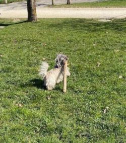 Hi guys! I’ve been absent for a while. The hooman responsible for my social network is a healthc ...