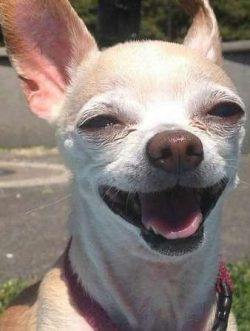  The charm of the Chihuahua dog breed lies in their small size, large personality and variety of ...