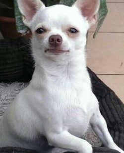  Chihuahuas are not most fond of being with their people – even aspiring pet parents ̵ ...