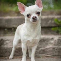  Chihuahua is a cheeky little hot tamale, and not just because it’s associated with a cert ...