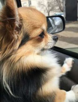  Chihuahua is a cheeky little hot tamale, and not just because it’s associated with a cert ...