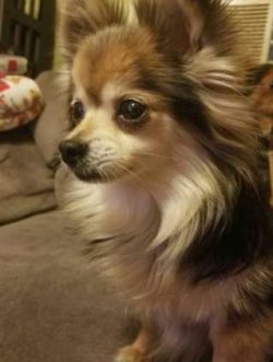  In addition to being affectionate housemates, Chihuahuas are smart and quick to learn. They can ...