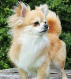  When considering a Chihuahua, it is important to consider its small size. Chihuahuas are curiou ...