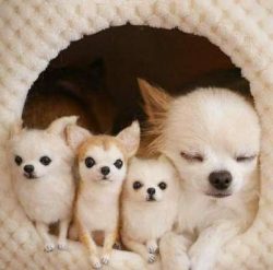  Chihuahuas are not recommended in homes with children under eight. years simply because of the  ...