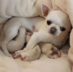  The Chihuahua’s personality and unique size make it the perfect companion to go everywher ...