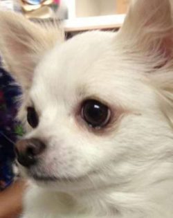  Chihuahua is a breed of long-livers; count on caring for him until the age of 18.
