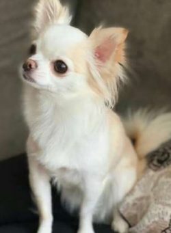  Chihuahuas tend to shiver when cold, excited, or scared. Wear a sweater or coat on your Chihuah ...