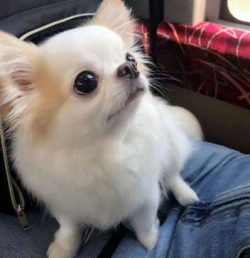  Don’t leave your Chihuahua unattended in your yard. It can be attacked by a hawk, other b ...