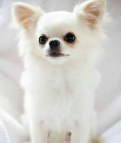  Chihuahuas can be reserved with strangers. Choose a puppy that was born and raised in a home wi ...