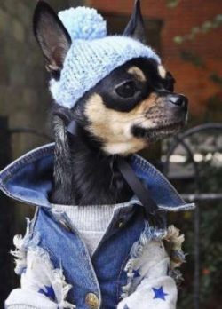  Chihuahuas are happy as companions, but they require 20 to 30 minutes of exercise per day, and  ...