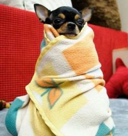  Chihuahuas have more than just life and they will rule your life if you let them. They can be d ...