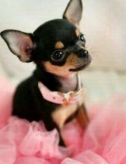  As is the case with many other breeds, the Chihuahua’s origins are unclear, but there are ...