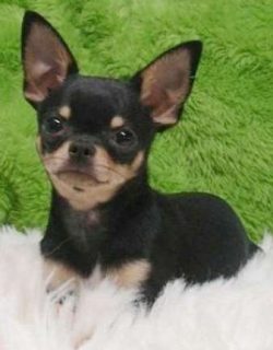 When we look at the evidence that Chihuahuas came from Central and South America, we find ourse ...