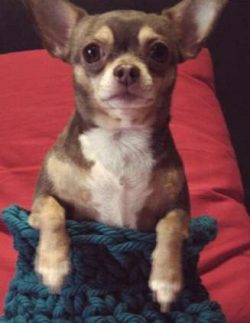  the theory is that small hairless dogs from China were brought to Mexico by Spanish traders and ...