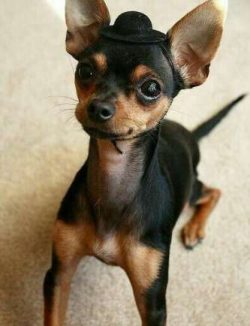  The short-haired Chihuahua that we know today was discovered in the 1850s in the Mexican state  ...