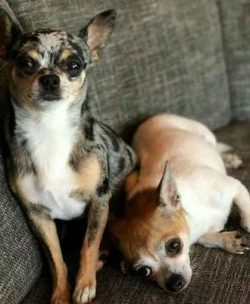  Since the 1960s, the Chihuahua has been one of the most popular breeds registered with the AKC. ...