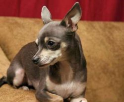  A typical Chihuahua weighs 3 to 6 pounds. There are smaller Chihuahuas, but they are not very h ...