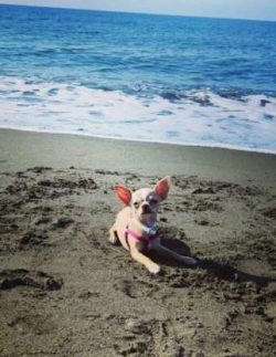  The bold and confident Chihuahua is often called a terrier. His wary nature and suspicion of st ...