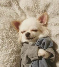  Chihuahuas do not have major health problems, but like all breeds, they can be born or acquire  ...