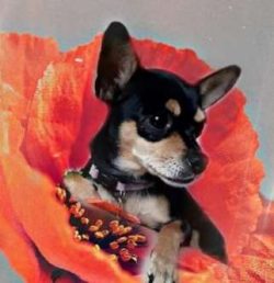  Despite its small size, the Chihuahua, like all dogs, needs exercise and training. The amount o ...