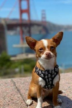  Chihuahua training can be an enjoyable experience. They are successful in several different can ...