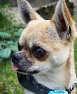  Chihuahuas are as easy to domesticate as any other breed if you breed them frequently and on a  ...