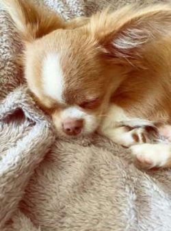  Chihuahuas are of two types: smooth and long. The smooth-haired Chihuahua has a smooth, shiny c ...