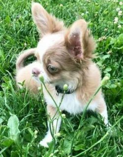  Besides the two types of coat, Chihuahuas come in a variety of colors and markings. They can be ...