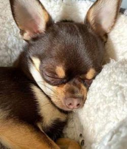  Many Chihuahuas love children, but the combination of a tiny dog ​​and a small child can be a s ...