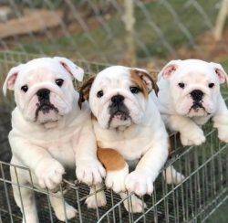 The American Bulldog is an explosive mixture of temperament and puppy loyalty. With such a pet y ...