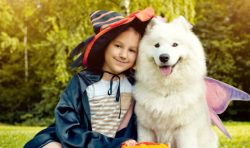For all its external attractiveness and natural sociability, the Samoyed Laika is not the easies ...