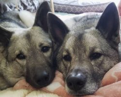 The Norse Elkhund were faithful companions of the Vikings. Skeletons of dogs are often found nea ...