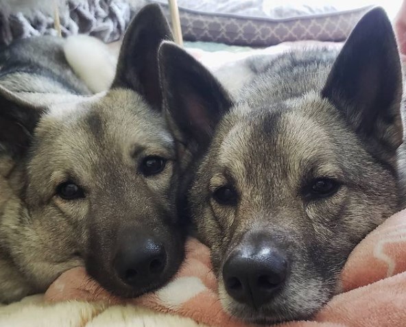 The Norse Elkhund were faithful companions of the Vikings. Skeletons of dogs are often found nea ...