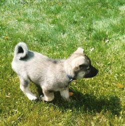 Norwegian Lundehund have good immunity. They are not prone to genetics and colds. But sometimes  ...