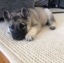 As a rule, the elkhound is quite large, it grows up to 50 centimeters at the withers, it can wei ...