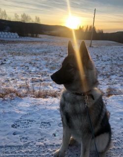 The Norwegian Elk Laika is a bold, agile, determined dog. The breed is characterized by a stable ...