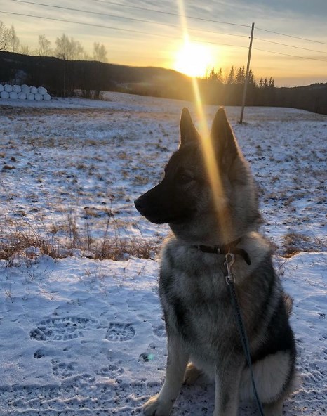 The Norwegian Elk Laika is a bold, agile, determined dog. The breed is characterized by a stable ...