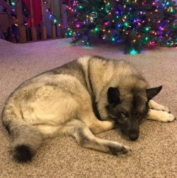 Response to commands and feedback is very weak. They reach the required level only at the age of ...