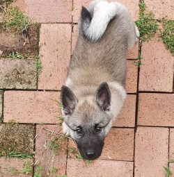 The best habitat for both black and gray elk huskies is a country house with a large plot. Anima ...