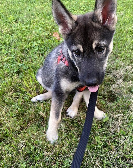 In the yard, the elk husky should have a kennel where it can hide from the weather. It is forbid ...