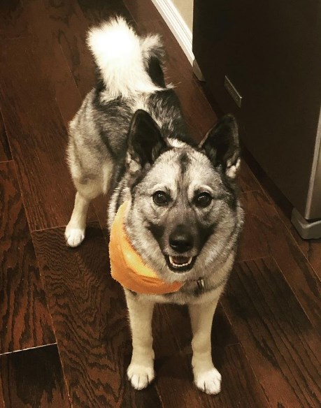 Once a week, Norwegian elk huskies are given sea fish and chicken eggs. In winter, when animals  ...