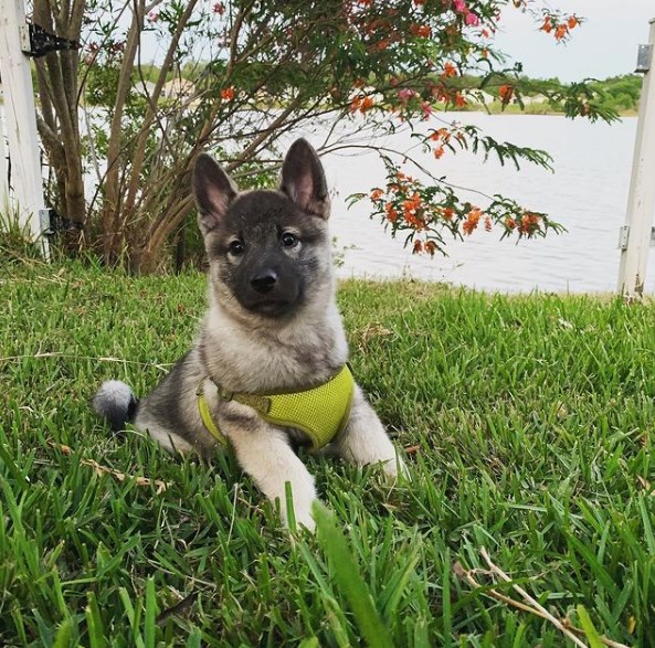 The Norwegian Elk Laika is smart but difficult to train. The blame for everything is independenc ...