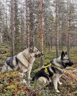 The Norwegian Elk Laika is pretty clean – it won’t step in puddles, wallow in the mu ...