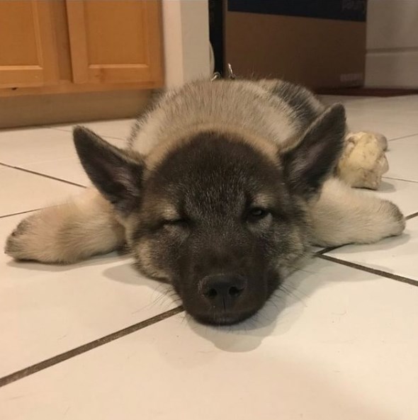 The ears are cleaned once a week, the eyes are wiped with an antibacterial solution when dischar ...