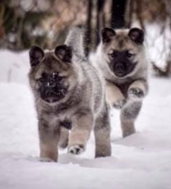 Puppies of the Norwegian Elkhund have a knocked-down physique resembling a square and a wide hea ...